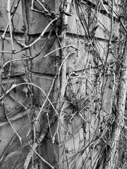 Dry branches on the brick wall