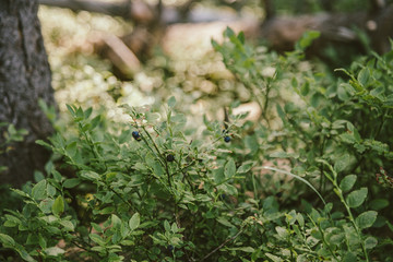 A group of bushes and trees