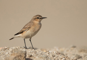 Isabelline Wheatear perched on a mound, Bahrain