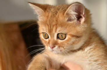 orange cat. Little cute Scottish domestic kitten in girls hand. Cat and child at home. Kitten. Cute red kitten. Animals or pets concept