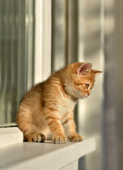 Red kitten sits on a windowsill and looks down