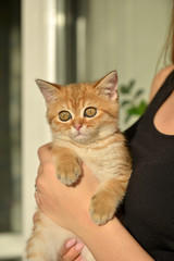 Little cute Scottish domestic kitten in girls hand. Cat and child at home. Kitten. Cute red kitten. Animals or pets concept
