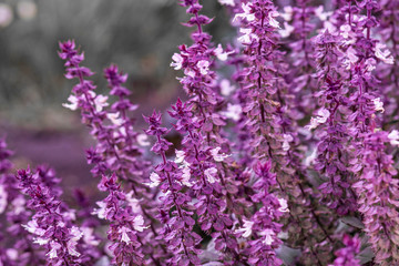 Obraz premium basil leaves and flowers, blooming basil in the garden, aromatic herbs and seasonings