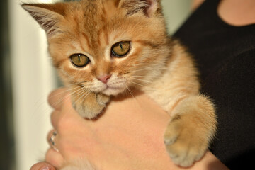 Little cute Scottish domestic kitten in girls hand. Cat and child at home. Kitten. Cute red kitten. Animals or pets concept