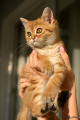 Little cute Scottish domestic kitten in girls hand. Cat and child at home. Kitten. Cute red kitten. Animals or pets concept