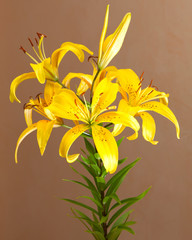 Yellow lily. Beautiful summer flower. Pretty romantic elements. Postcard, valentine image, marriage backdrop.