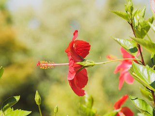 Fototapeta premium Hibiscus rosa-sinensis - Hibiscus oder Chinesische rose mit große rote Blüten mit vielen Staubblätter in den Blattachseln