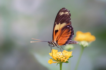 Beautiful Tiger longwing (Heliconius hecale) on a orange flower in the amazon rainforest in South America. Presious Tropical butterfly . Blurry bokeh background.