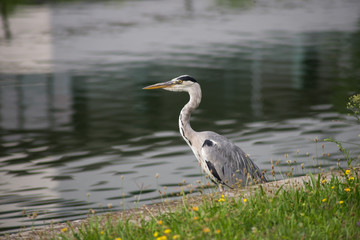 Portrait of grey Heron standing in border water