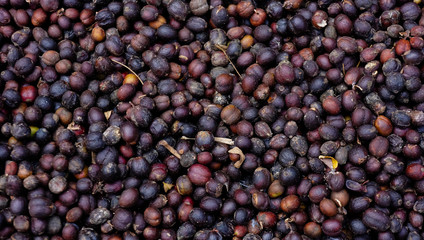 Fresh coffee beans close up