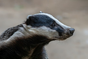 Close-up portrait of a beautiful Badger  (Meles meles) in forest, Germany, Europe. Side view.