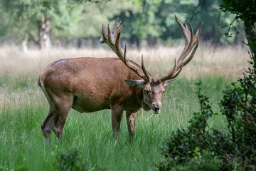 Naklejka na ściany i meble Red deer (Cervus elaphus) on the field of National Park Hoge Veluwe in the Netherlands. Forest in the background.
