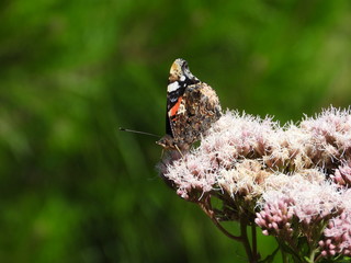 papillon Vulcain