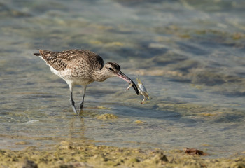 Whimbrel  holding a crab, Bahrain