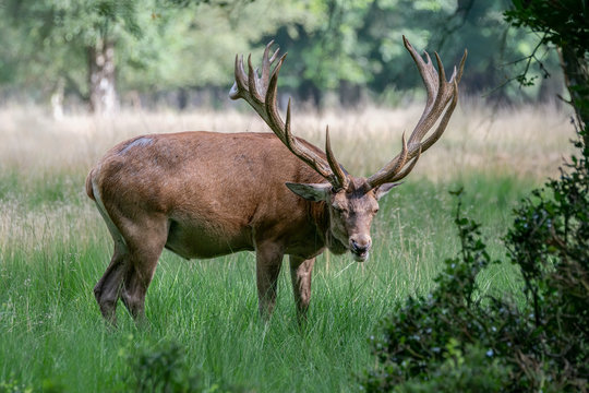 Red deer (Cervus elaphus) on the field of National Park Hoge Veluwe in the Netherlands. Forest in the background.