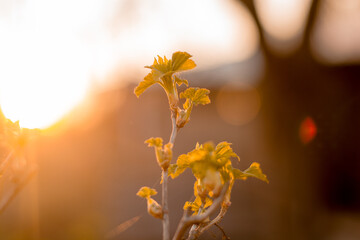 golden hour spring  leaves