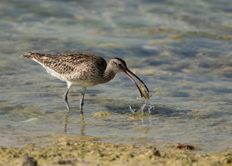 Whimbrel catching a crab, Bahrain