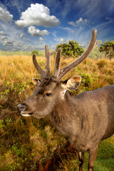 Close-up of a deer muzzle with shaggy horns.