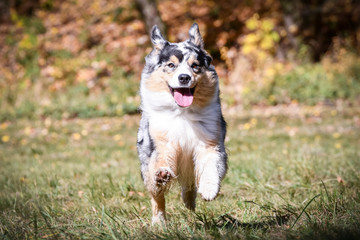 Portrait of Australian shepherd who is running in park with amazing background. Amazing autumn atmosphere in Prague.