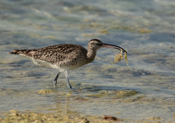 Whimbrel  with a crab