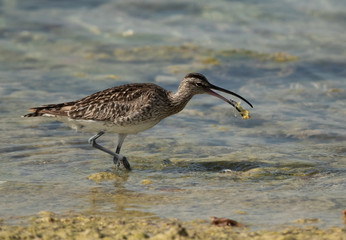 Whimbrel eating a crab, Bahrain