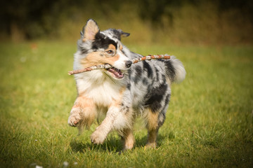 Portrait of Australian shepherd who is running in park with amazing background. Amazing autumn atmosphere in Prague.