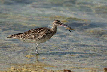 Whimbrel  holding a crab