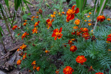 Wild Flowers in the Garden