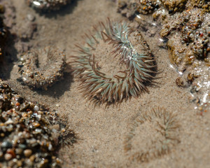 Tide Pool Anemone