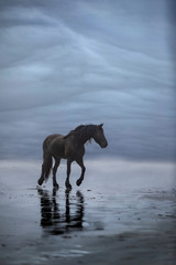 Fototapeta na wymiar Black horse on beach