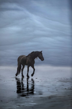 Black Horse On Beach