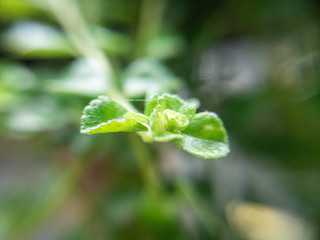 Hoja verde planta pequeña