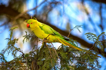 Parrot a green-yellow sits on a coniferous tree branch