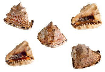 Set of Sea shell isolated on a white background. Beautiful seashell