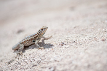 Desert Lizard