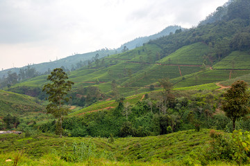 Plantations of tea bush plants. The hills where tea is grown