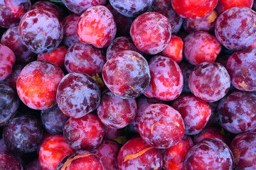 fresh red plums close up