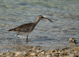 Whimbrel in search of crabs, Bahrain