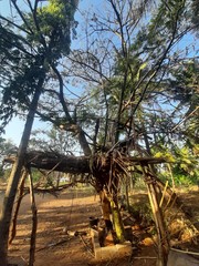 Fototapeta premium House on tree
