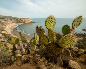 Beach Cactus