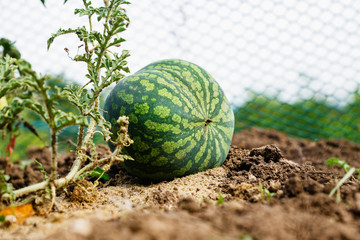 ripe watermelon in the garden