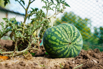 ripe watermelon in the garden