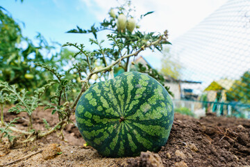 ripe watermelon in the garden
