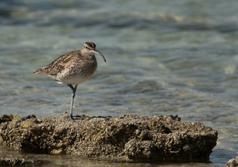 Obraz premium Whimbrel resting on one leg, bahrain