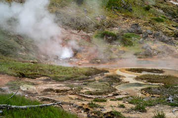 Hot springs and geysers (including Blood Geyser) along the Artists Paint Pots trail in Yellowstone National Park Wyoming