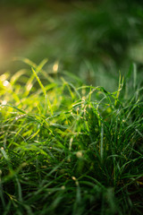 green grass in the morning