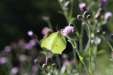 Beautiful butterflies sit on flowers and drink nectar