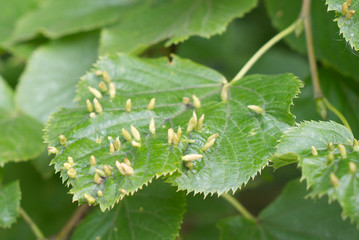 tree suffers from infection in summer, gall mite