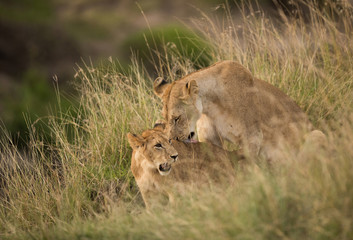 Lioness licking her cub, Masai Mara, Kenya