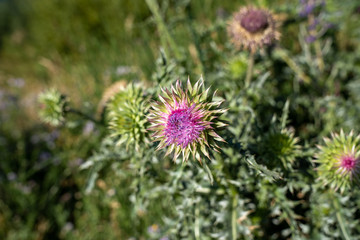 Nodding Thistle, an invasive weed, grows in Grand Teton National Park. Taken at Oxbow Bend